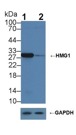 高迁移率族蛋白1(HMGB1)多克隆抗体