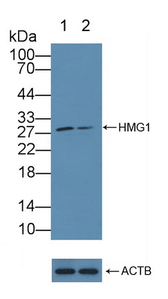 高遷移率族蛋白1(HMGB1)多克隆抗體