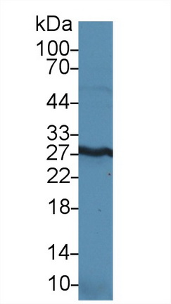 高遷移率族蛋白1(HMGB1)多克隆抗體