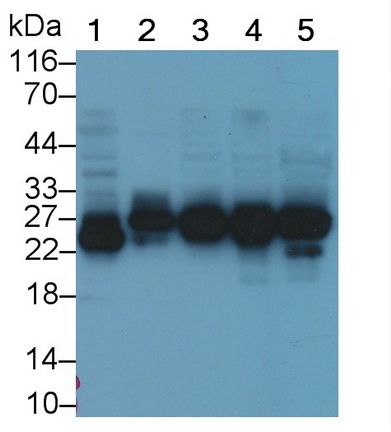 高遷移率族蛋白1(HMGB1)多克隆抗體