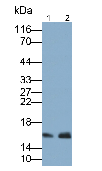 粘蛋白1(MUC1)多克隆抗体
