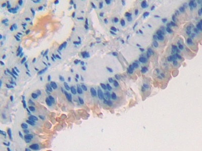 粘蛋白1(MUC1)多克隆抗体