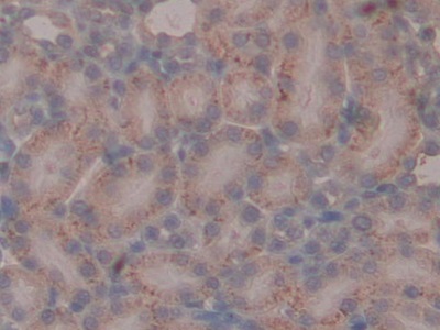 粘蛋白1(MUC1)多克隆抗體