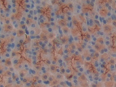 粘蛋白1(MUC1)多克隆抗體