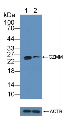 颗粒酶M(GZMM)多克隆抗体