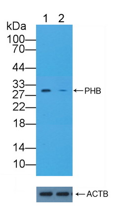 阻抑素(PHB)多克隆抗體