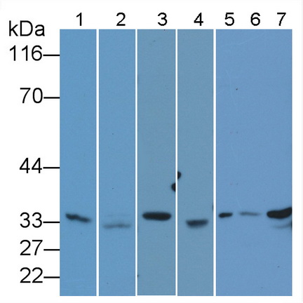 胱天蛋白酶7(CASP7)多克隆抗體