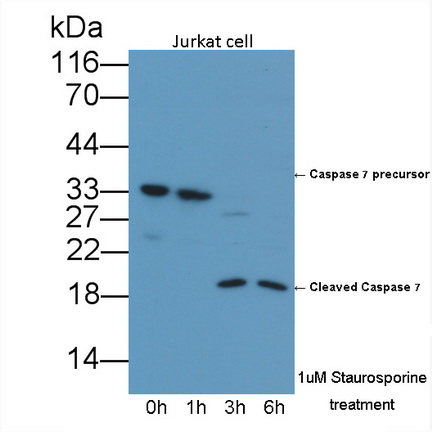 胱天蛋白酶7(CASP7)多克隆抗體