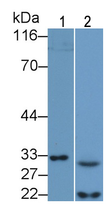 胱天蛋白酶7(CASP7)多克隆抗体