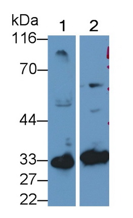 胱天蛋白酶7(CASP7)多克隆抗體