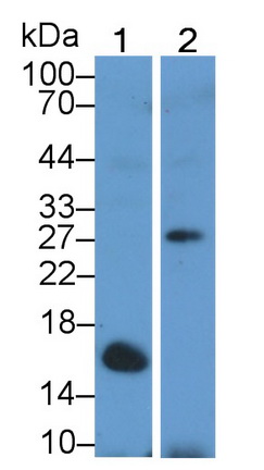 胱天蛋白酶14(CASP14)多克隆抗體