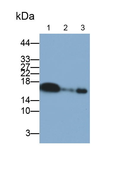 肌紅蛋白(MYO)多克隆抗體