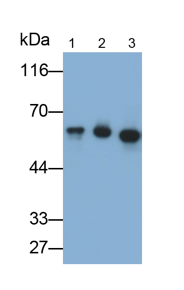 角蛋白4(CK4)多克隆抗體