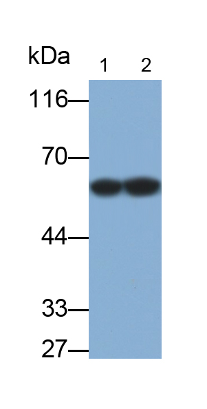 角蛋白4(CK4)多克隆抗體