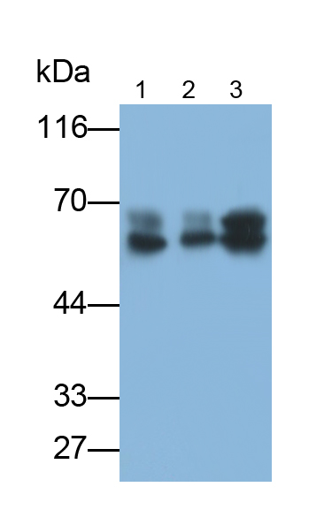 角蛋白1(CK1)多克隆抗體