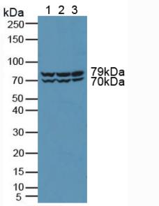 蛋白激酶D2(PKD2)多克隆抗体