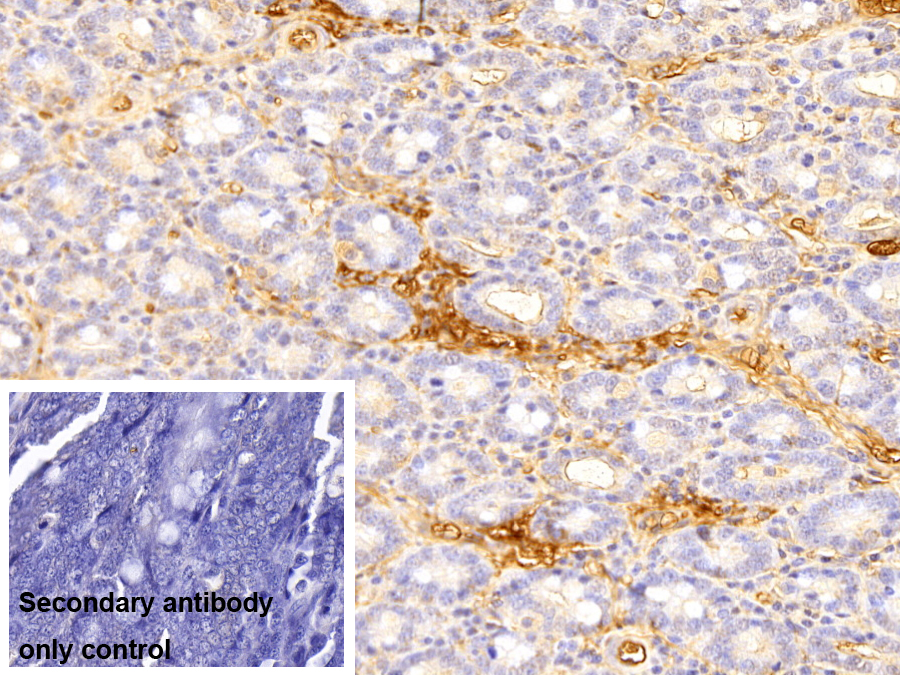 載脂蛋白A1(APOA1)多克隆抗體