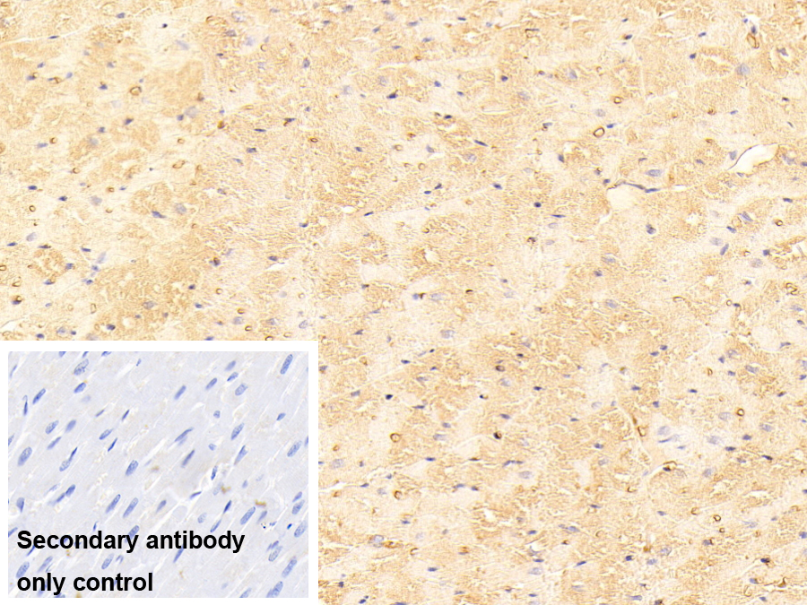 載脂蛋白A1(APOA1)多克隆抗體