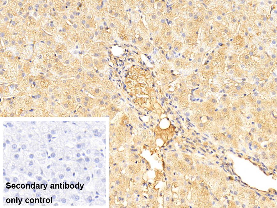 載脂蛋白A1(APOA1)多克隆抗體