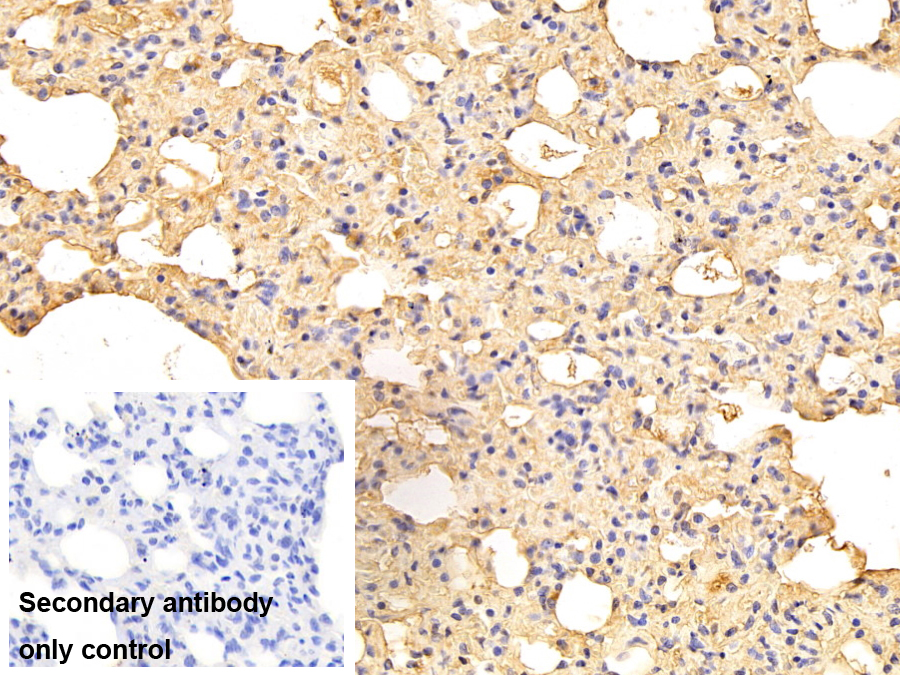 載脂蛋白A1(APOA1)多克隆抗體