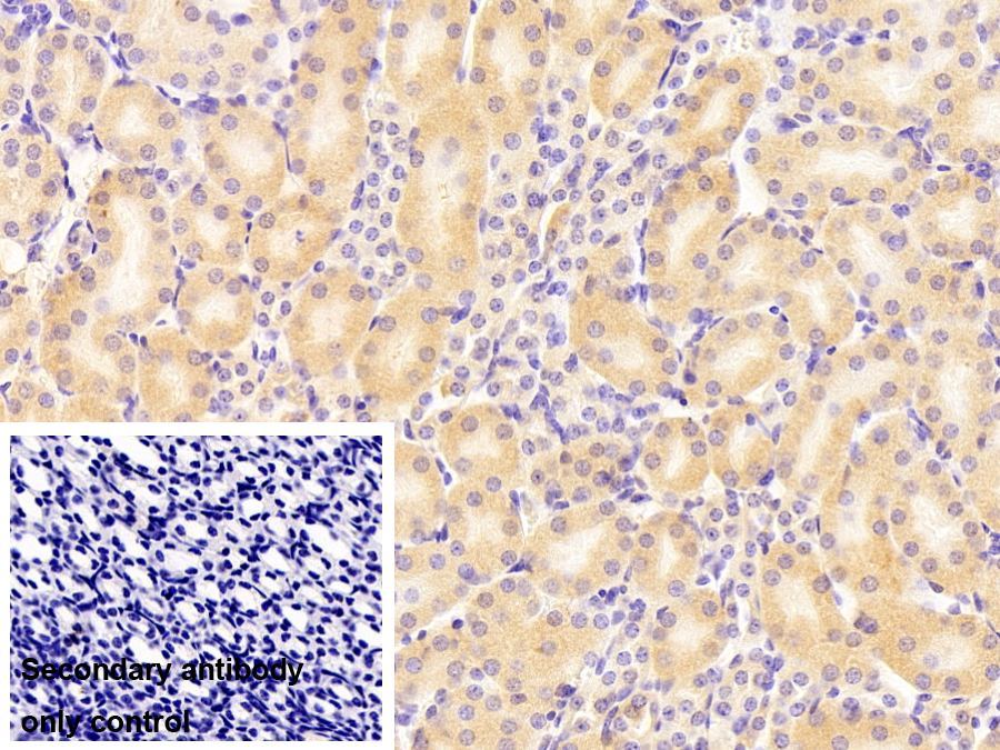 载脂蛋白A1(APOA1)多克隆抗体