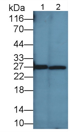 载脂蛋白A1(APOA1)多克隆抗体