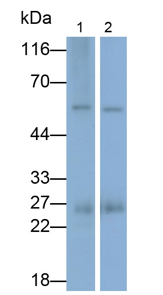 載脂蛋白A1(APOA1)多克隆抗體