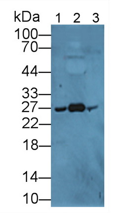 载脂蛋白A1(APOA1)多克隆抗体