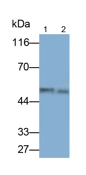纤溶酶原激活物抑制因子1(PAI1)多克隆抗体