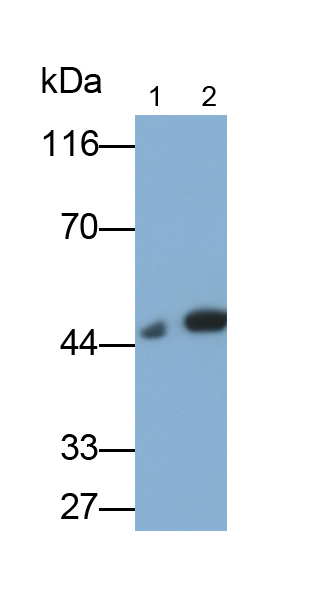 纖溶酶原激活物抑制因子1(PAI1)多克隆抗體