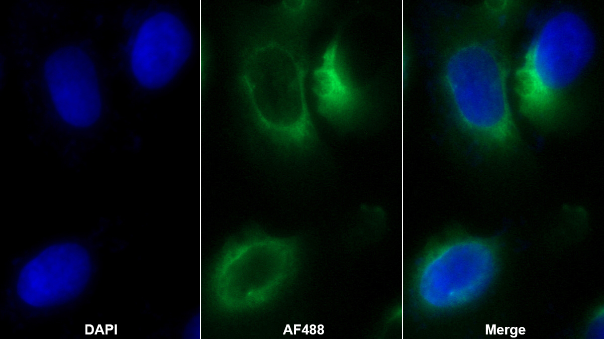 细胞间粘附分子2(ICAM2)多克隆抗体