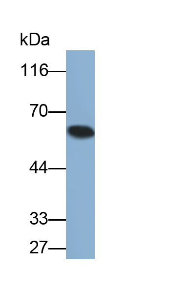 免疫球蛋白A(IgA)多克隆抗體