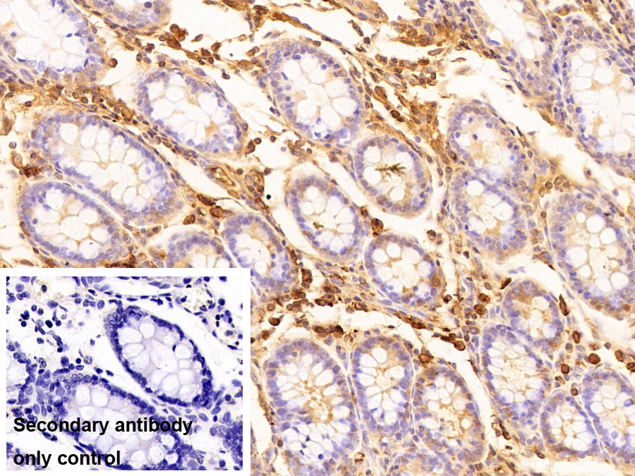 免疫球蛋白A(IgA)多克隆抗體