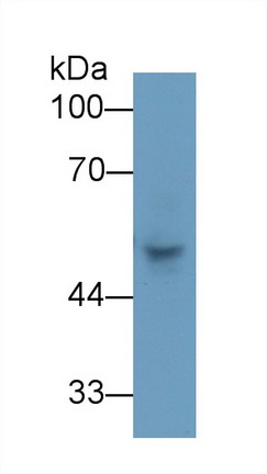 角蛋白7(CK7)多克隆抗體