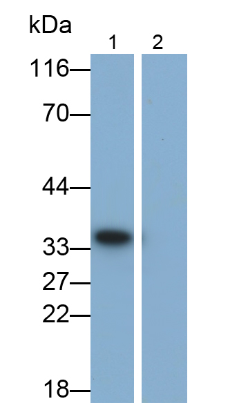 白介素1β(IL1b)多克隆抗体