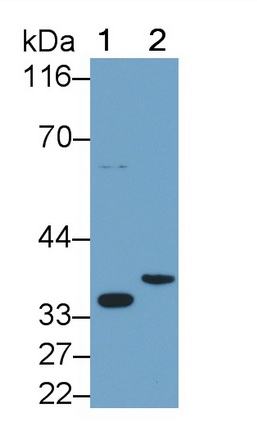 白介素1β(IL1b)多克隆抗体
