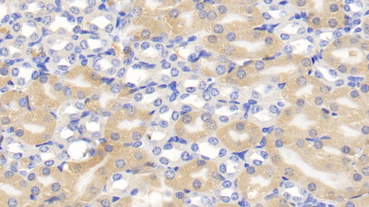白介素1β(il1b)多克隆抗体