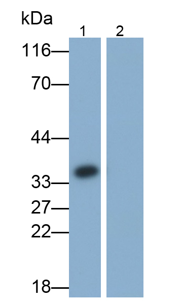白介素1β(IL1b)多克隆抗体