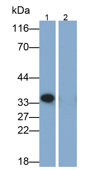 白介素1β(IL1b)多克隆抗體