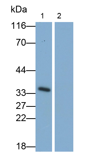 白介素1β(IL1b)多克隆抗体