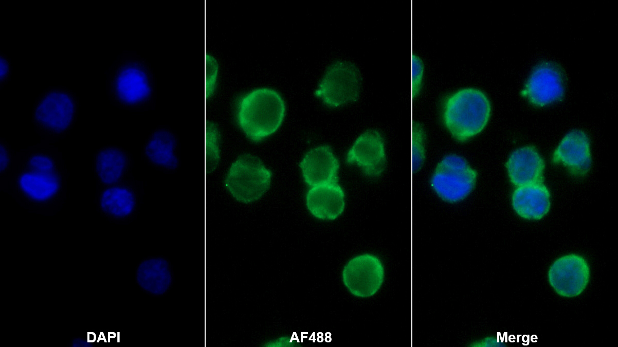 P选择素(SELP)多克隆抗体