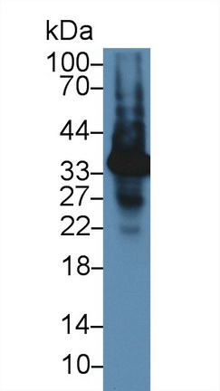 水通道蛋白9(AQP9)多克隆抗體