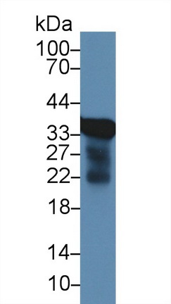 水通道蛋白9(AQP9)多克隆抗體