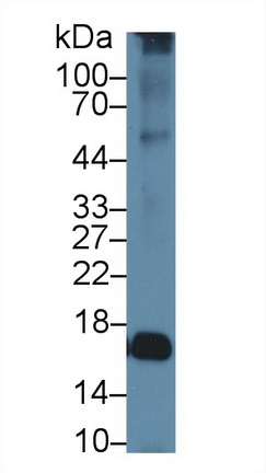 水通道蛋白2(AQP2)多克隆抗體