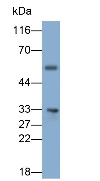 水通道蛋白4(AQP4)多克隆抗体