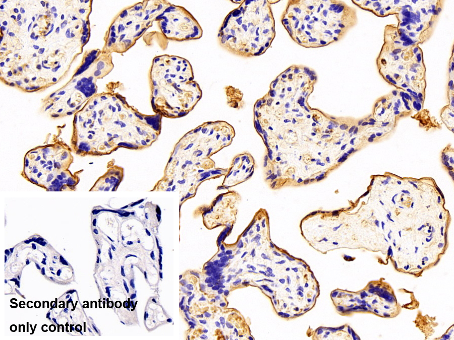 血红素氧合酶1(HO1)多克隆抗体