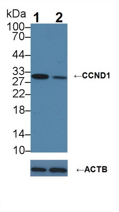 细胞周期素D1(CCND1)多克隆抗体