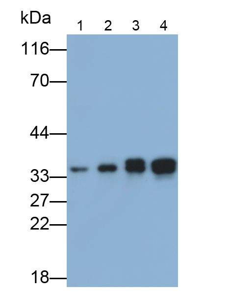 細(xì)胞周期素D1(CCND1)多克隆抗體