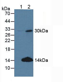 细胞周期素D2(CCND2)多克隆抗体
