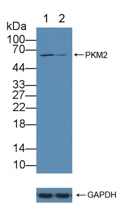 M2-型丙酮酸激酶(PKM2)多克隆抗体